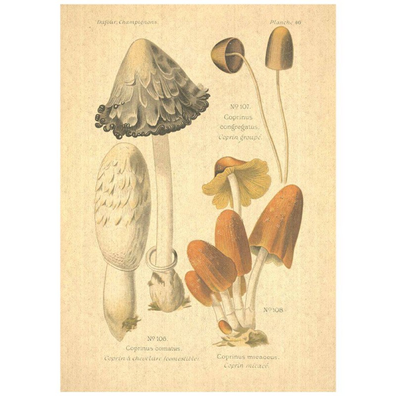 Flax Art Poster | Encyclopedia Mushroom B | FWP-AP-EN5B